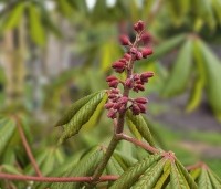 Aesculus pavia - Rode Pavia - 1