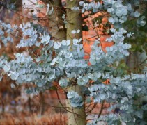 Eucalyptus Gunni