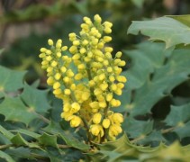 Mahonia x Charity
