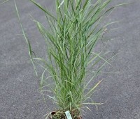 Panicum virgatum 'Prairie Sky' - Vingergras 'Prairie Sky' - 2