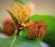 Fagus Zlatia