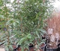 Prunus lusitanica