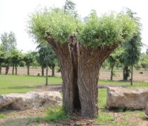 Salix Alba