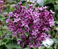 Syringa vulgaris 'Dark Purple' - Sering 'Dark Purple' - 2