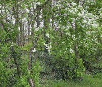 Prunus padus - Europese vogelkers - 2