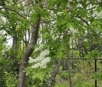 Prunus padus - Europese vogelkers - 1