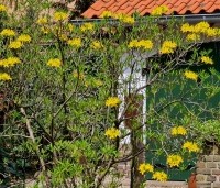 Rhododendron luteum - Pontische Rhododendron  luteum -