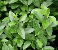 Ligustrum ovalifolium - Haagliguster - 1
