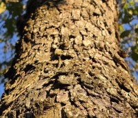 Corylus colurna - Turkse hazelaar - 4