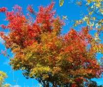 Acer palmatum