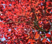 Fagus sylvatica 'Atropunicea'