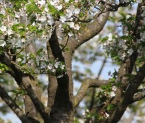 Prunus 'Umineko'