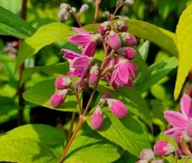 Deutzia 'Strawberry Fields'