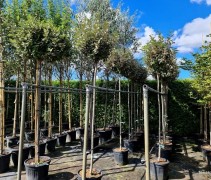 Elaeagnus