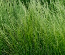 Stipa tenuissima 'Ponytails'