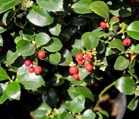 Ilex meserveae 'Heckenfee' - Hulst 'Heckenfee' - 4