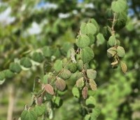 Cercidiphyllum japonicum  - Katsuraboom - 1