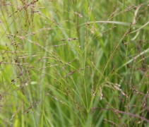 Panicum virgatum Shenandoah