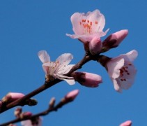 Prunus dulcis
