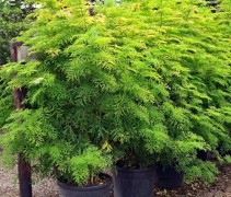 Sambucus nigra 'Golden Tower'