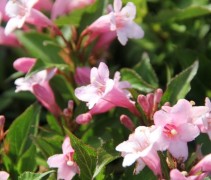 Weigela 'Pink Poppet'