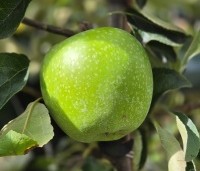 Malus dom. 'Granny Smith' - Malus dom. 'Granny Smith' - 2