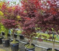Acer palmatum 'Trompenburg' - Japanse Esdoorn 'Trompenburg' - MEI 2026