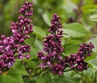 Syringa vulgaris 'Charles Joly' - Gewone syring - 1