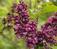 Syringa vulgaris 'Charles Joly' - Gewone syring - 2