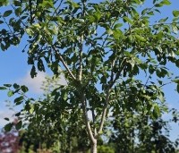 Prunus dom. 'Victoria' - Prunus dom. 'Victoria' - 1