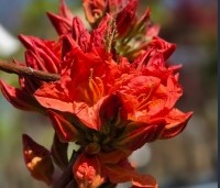 Rhododendron  'Nabucco' - Azalea 'Nabucco' - 2