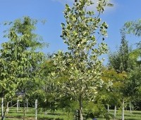 Liriodendron tulipifera 'Snowbird' - Tulpenboom 'Snowbird' - 3