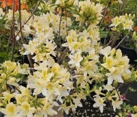 Rhododendron (AP)  'Daviesii' - Azalea 'Daviesii' - 1