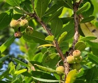 Arbutus unedo - Aardbeiboom - 5
