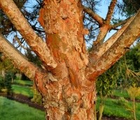 Pinus sylvestris 'Glauca' - Grove den 'Glauca' - 4