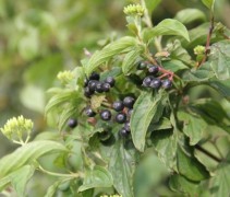 Cornus Sanguinea