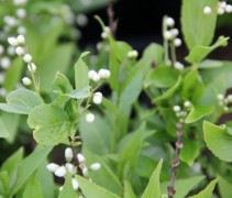 Deutzia Gracilis