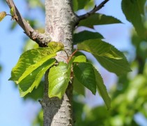 Prunus Avium