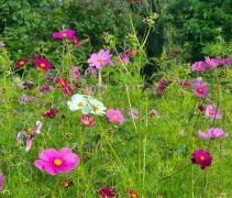 Veldbloemen en combinatie met een gemengde haag of vogelbosjes zijn een verrijking voor het landschap