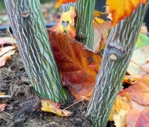 Acer Davidii