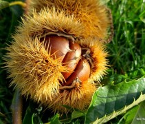 Castanea sativa 'Lyon'