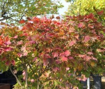  Acer shirasawanum 'Aureum' 
