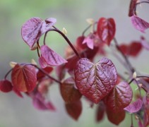 Cercis canadensis 'Forest Pansy'
