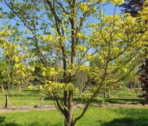 Cornus florida 'Rainbow'