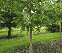 Juglans nigra - Zwarte Notenboom - 4