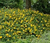 Hypericum 'hidcote' - Hertshooi 'Hidcote' - vakbeplanting - 1