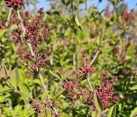 Syringa microphylla 'Superba' - Sering 'Superba' - 2