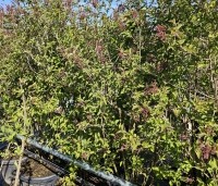 Syringa microphylla 'Superba' - Sering 'Superba' - 1