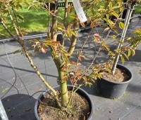 Prunus 'Pandora' - Sierkers 'Pandora' - 4