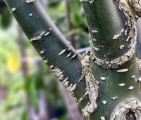 Sophora japonica - Honingboom - 1